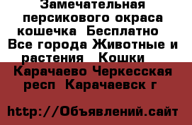 Замечательная персикового окраса кошечка. Бесплатно - Все города Животные и растения » Кошки   . Карачаево-Черкесская респ.,Карачаевск г.